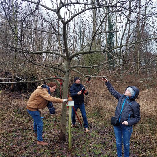 drie mensen snoeien een fruitboom