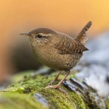 Vogel op een boomstam